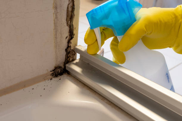 Best Bathroom Mold Remediation in West Kittanning, PA
